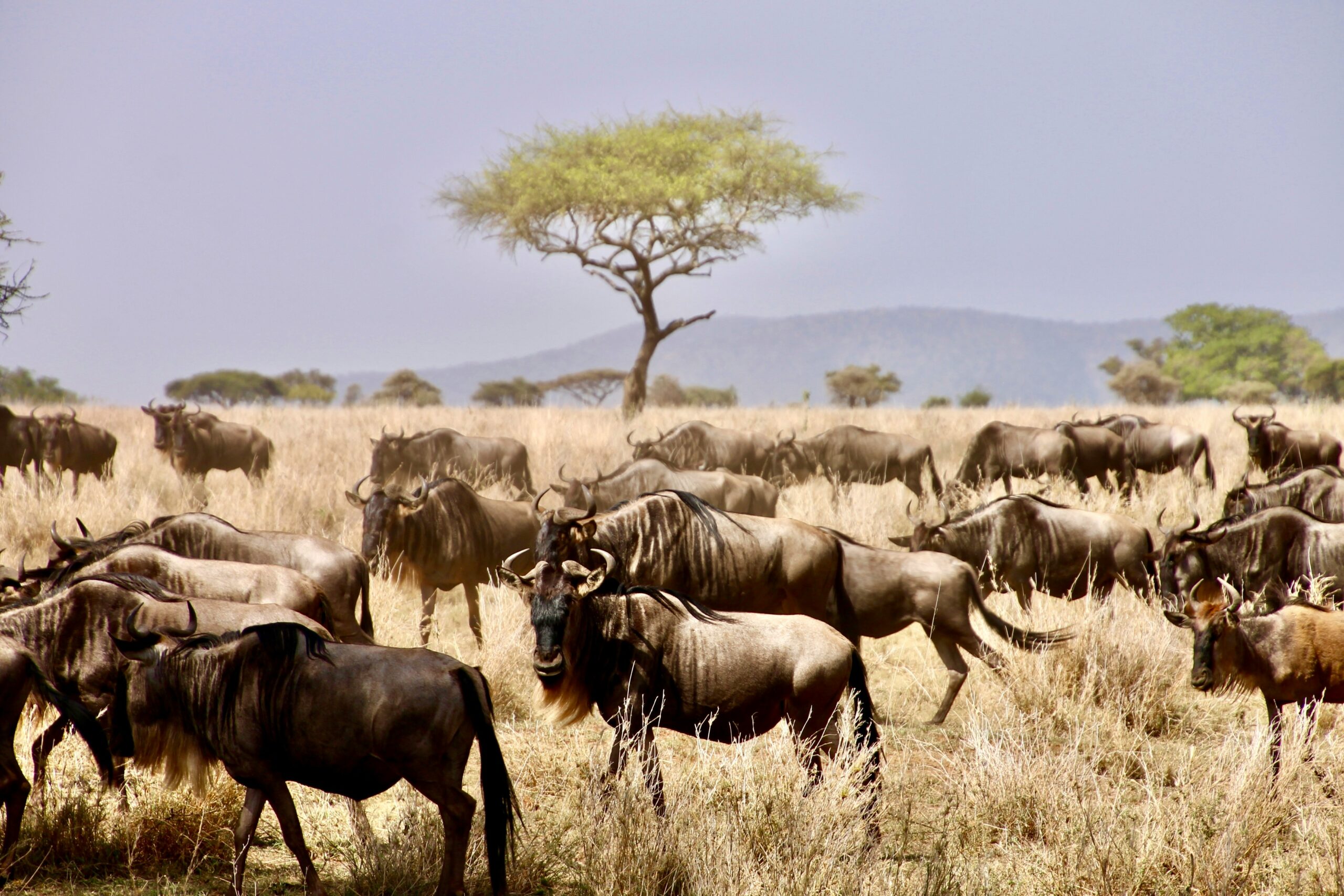 Herd of Wildebeest