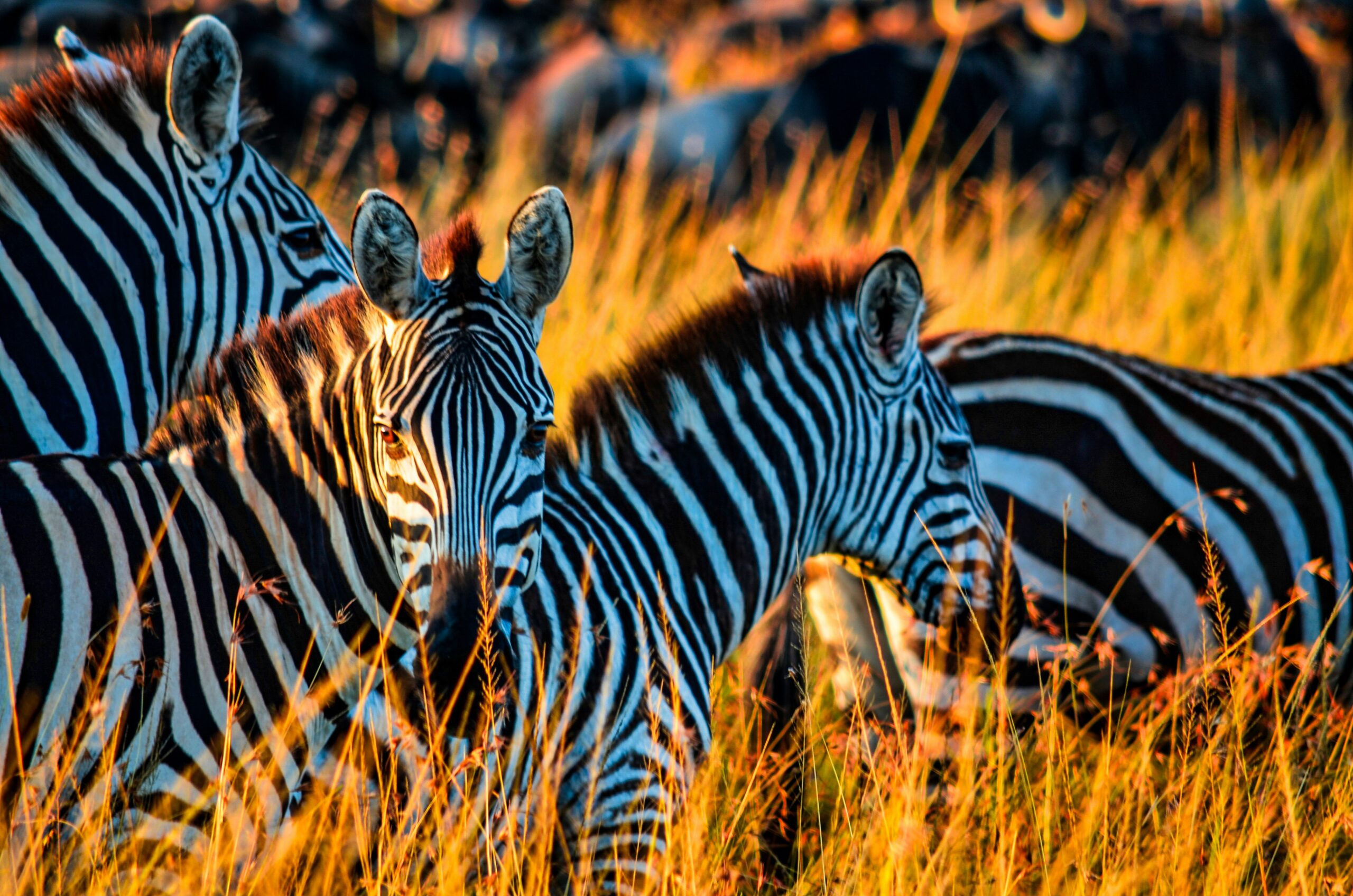 Beautiful scenes at Masai Mara National Reserve in Kenya Beautiful scenes at Masai Mara National Reserve in Kenya | African Safari Cost