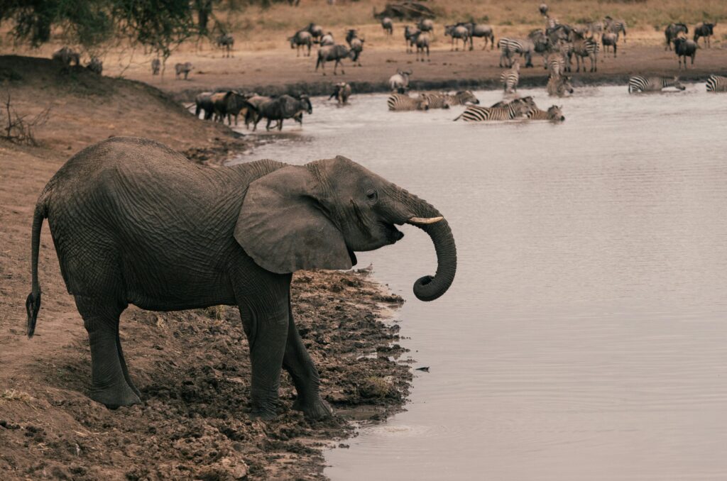 Elephant in Tarangire National Park | African Safari Cost