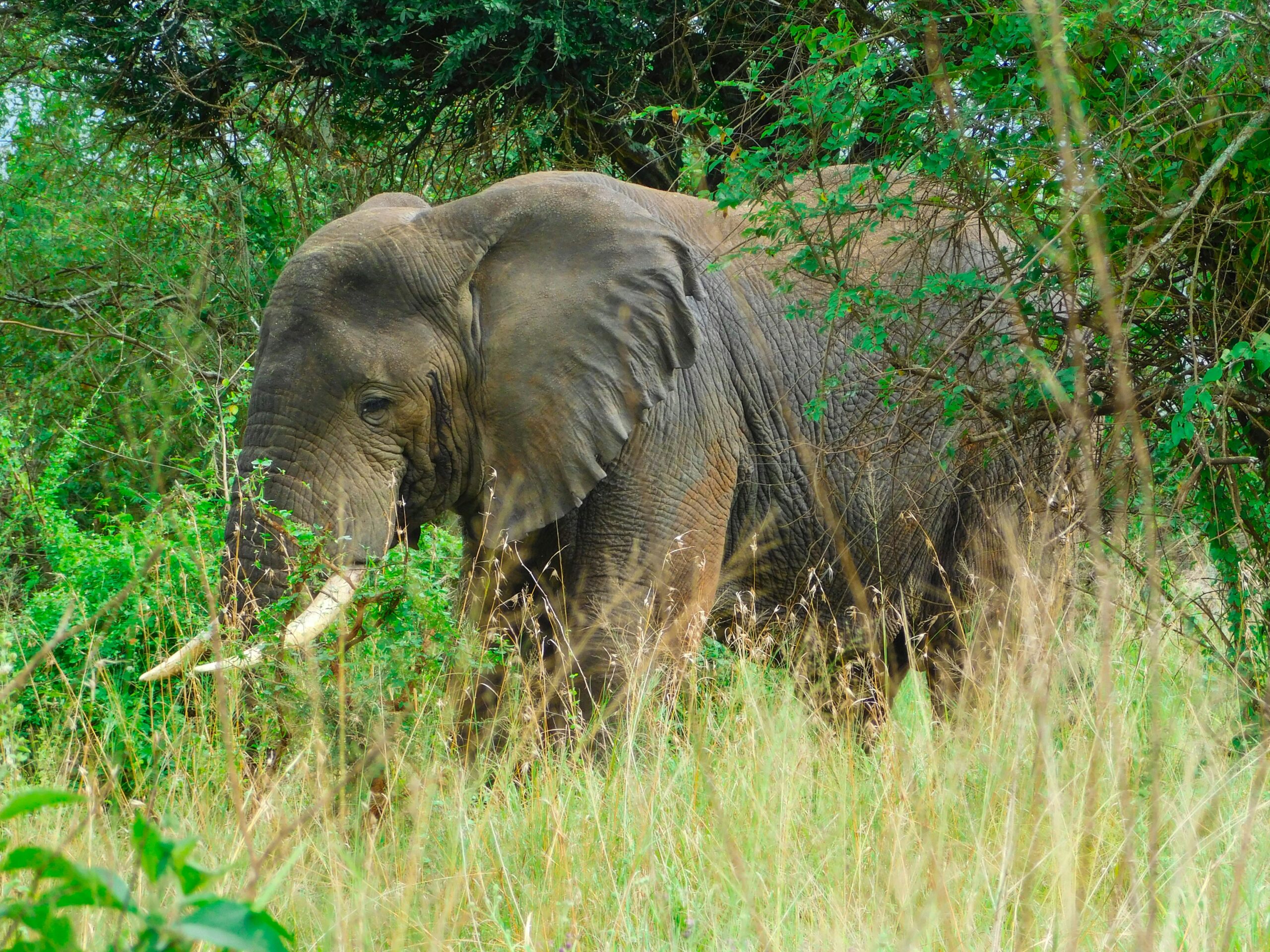 Akagera National Park