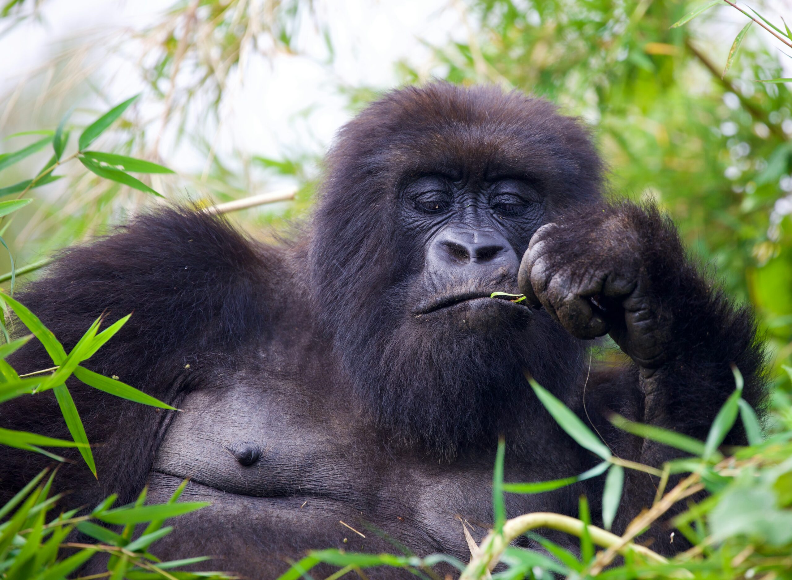 Gorilla Trekking in Rwanda