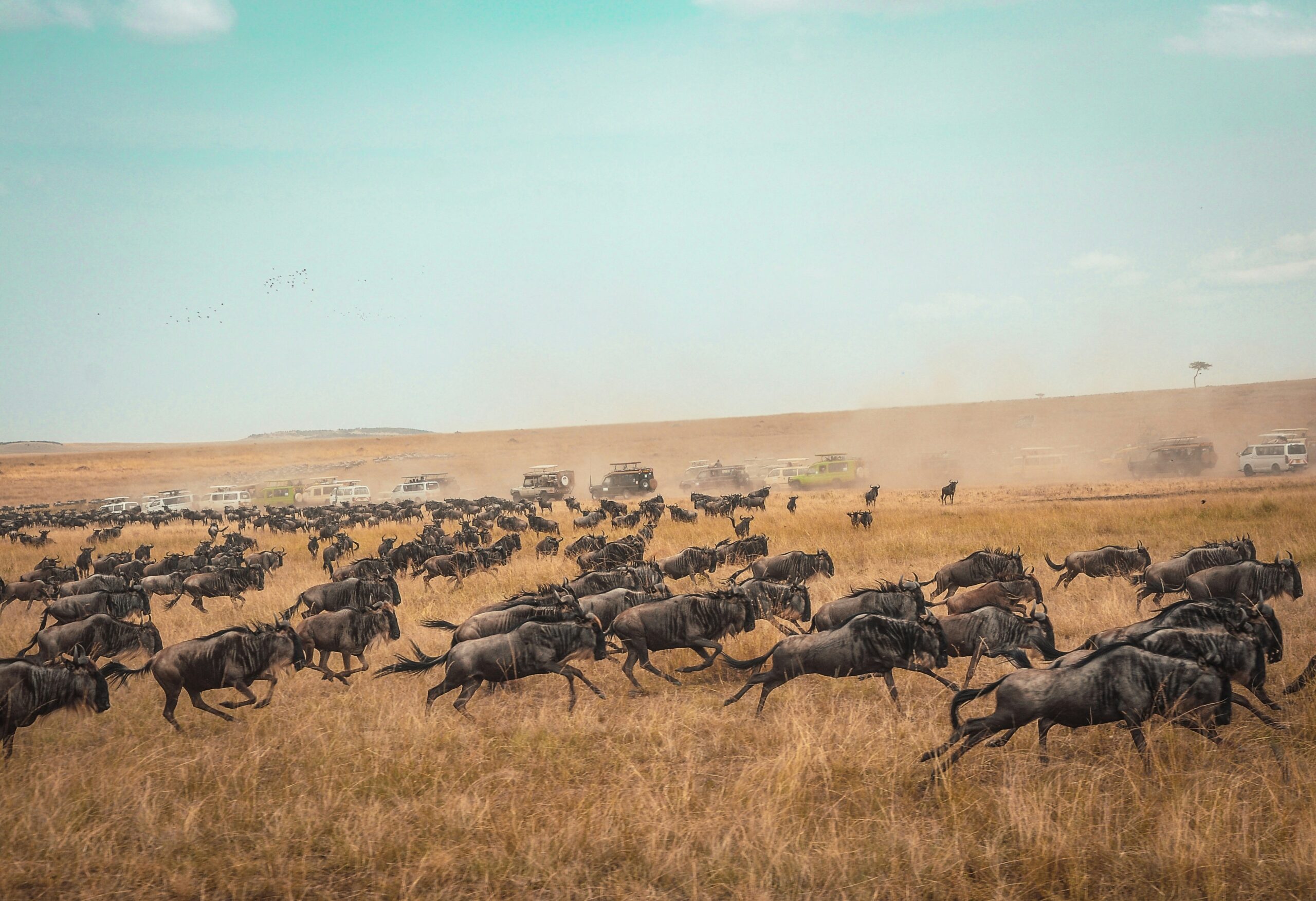 Masai Mara National Reserve, Kenya