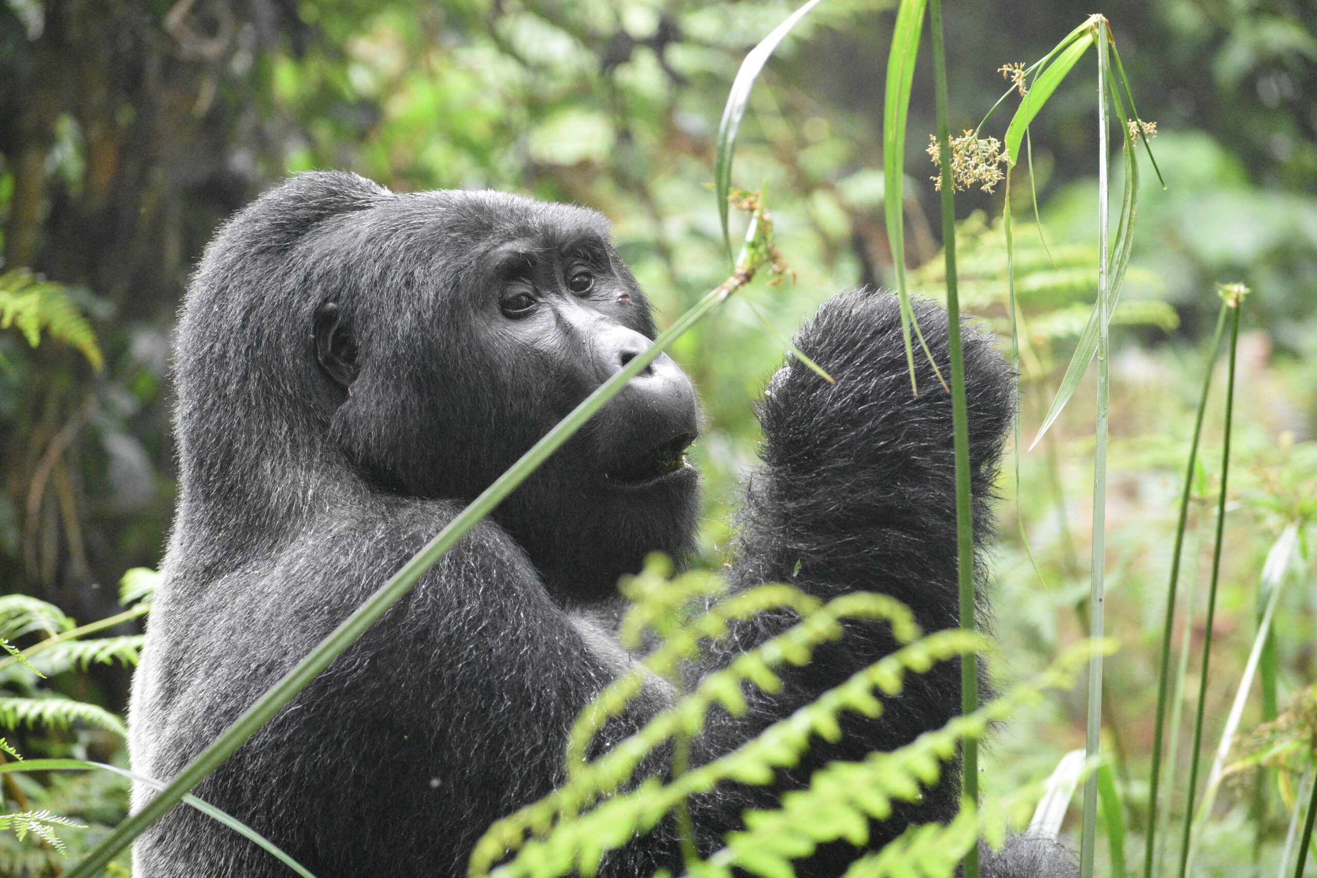 Mountain Gorilla in Volcanoes National Park African Safari Frequently Asked Questions